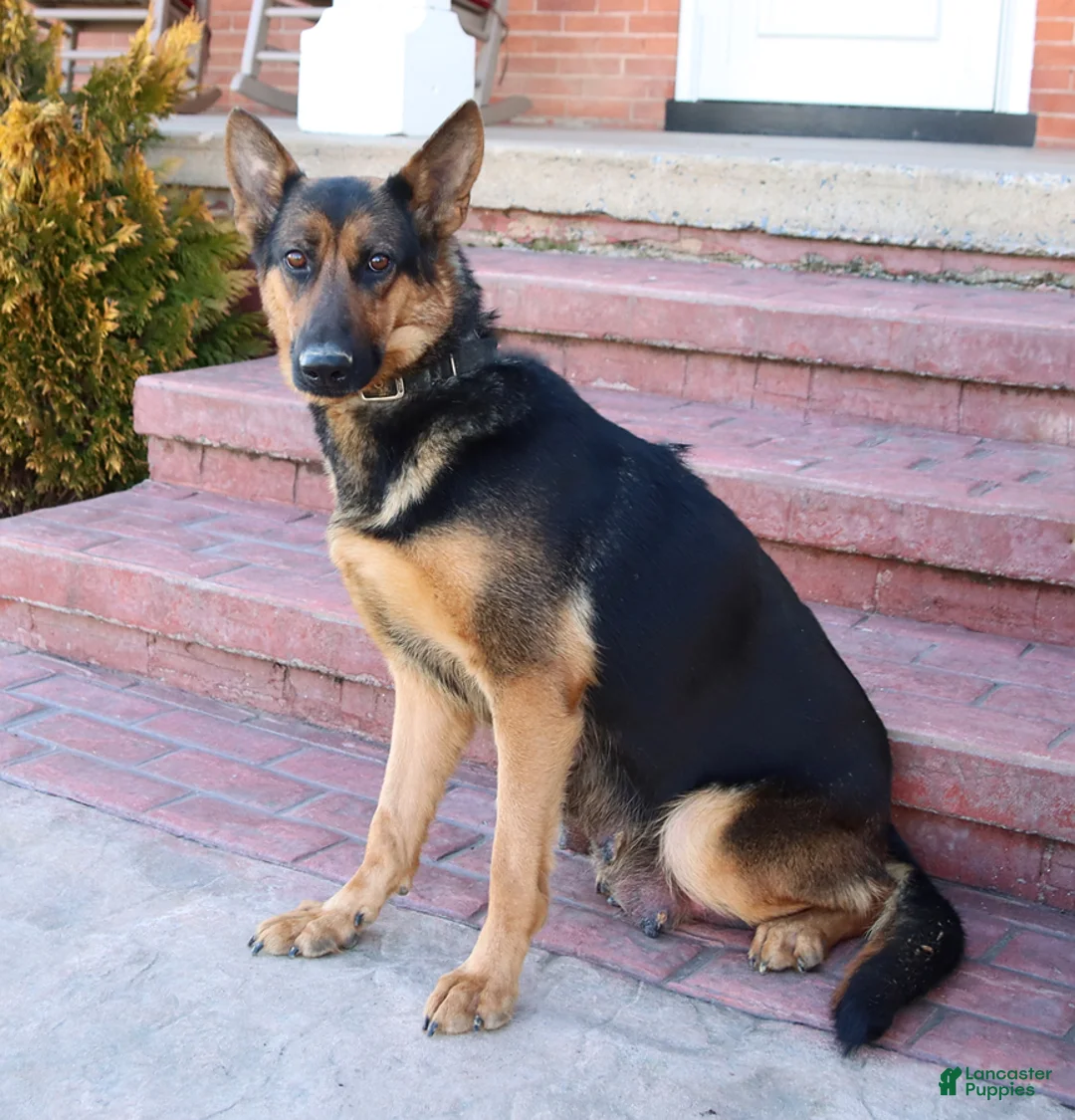 German Shepherd dogs for sale: Gracie - Ad 6