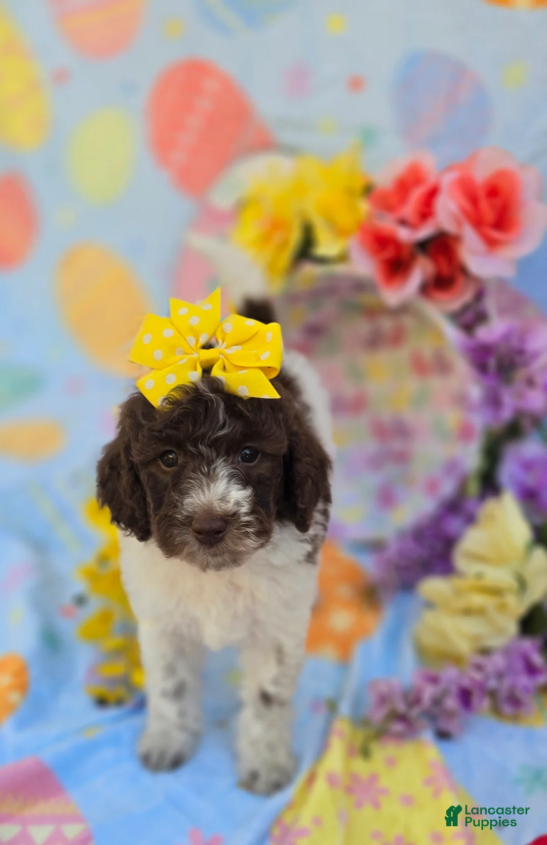 Mini Goldendoodle dogs for sale: Verona - Ad 2