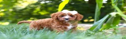Cavapoo dogs for sale: Sky - Ad 5