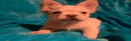 French Bulldog dogs for sale: Marshal  - Ad 6