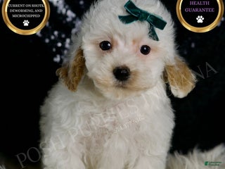 Maltipoo dogs - Ad 33