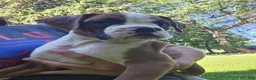 Boxer dogs for sale: Boxer 1 - Ad 4