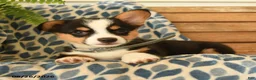 Welsh Corgi Pembroke dogs for sale: Archie - Ad 5