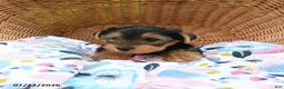 Yorkshire Terrier dogs for sale: Tigger - Ad 5