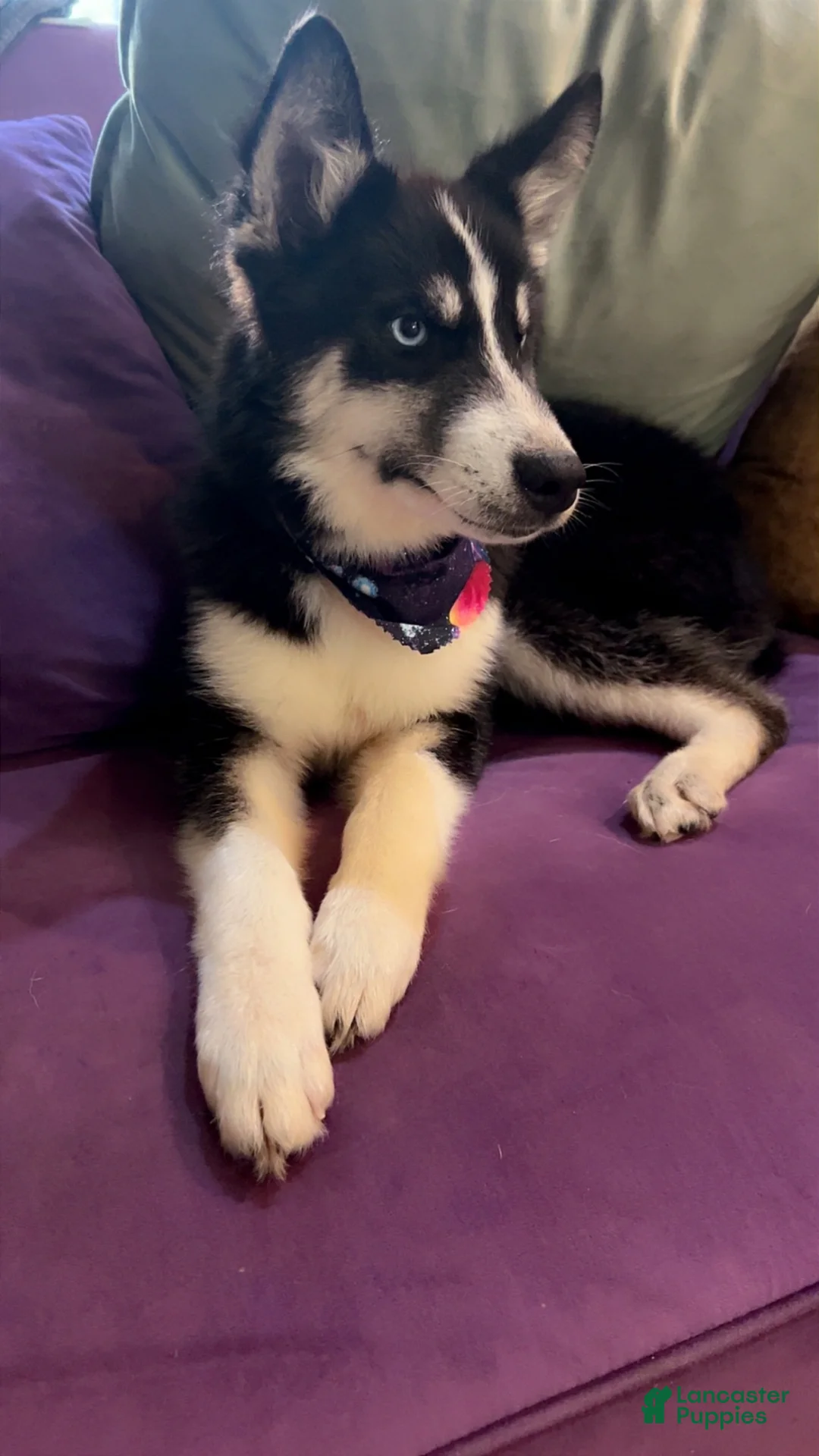Mixed Breed dogs for sale: Sasha - Ad 2