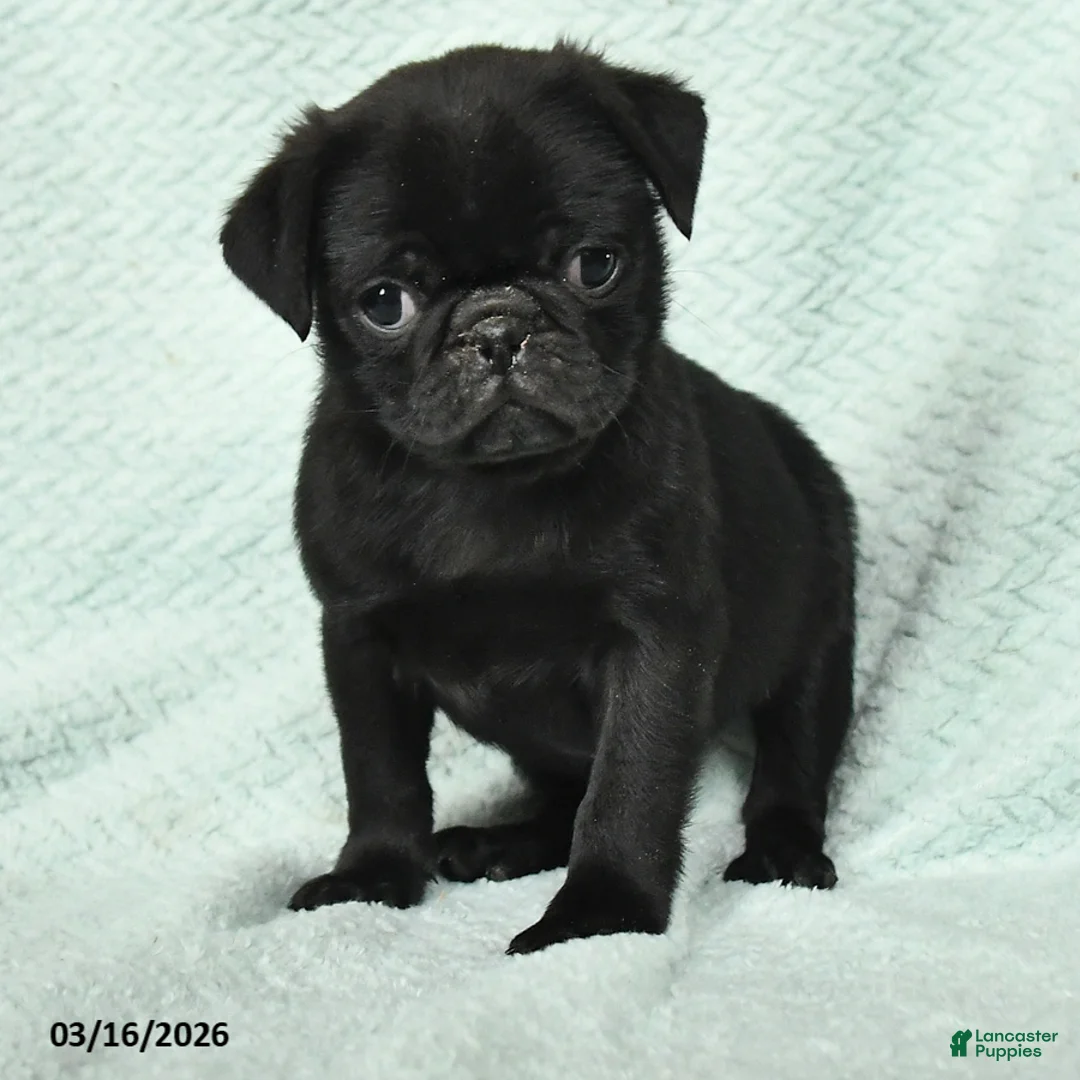 Pug dogs for sale: Abel - Ad 2