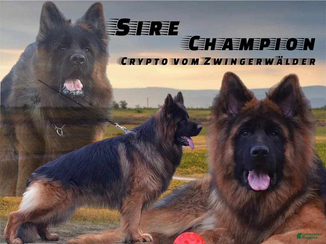 German Shepherd dogs for sale: Lh Champion bred import male - Ad 7