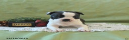 Boston Terrier dogs for sale: Dasher - Ad 15