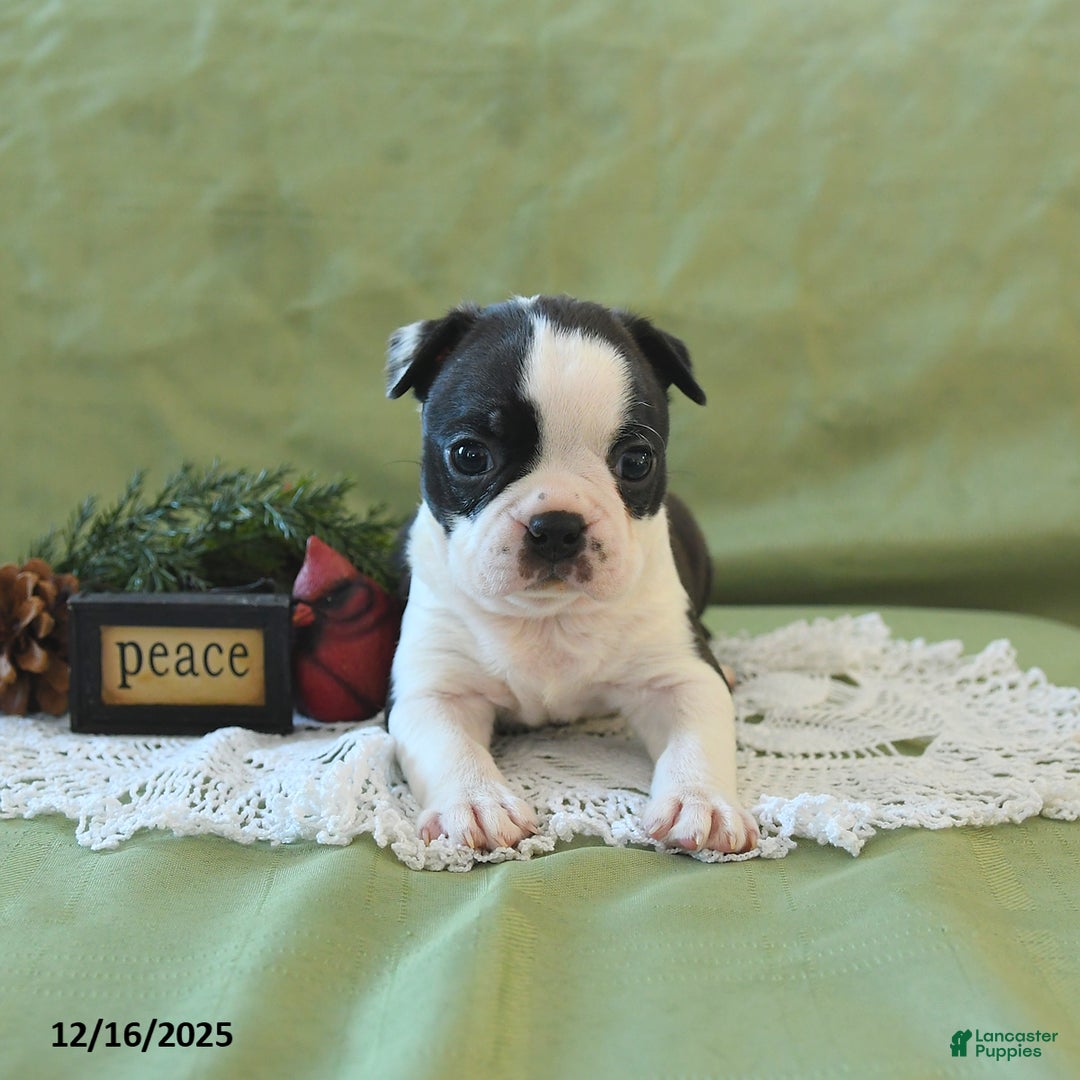 Boston Terrier dogs for sale: Dasher - Ad 15