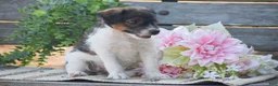 Jackapoo dogs for sale: Ember - Ad 3