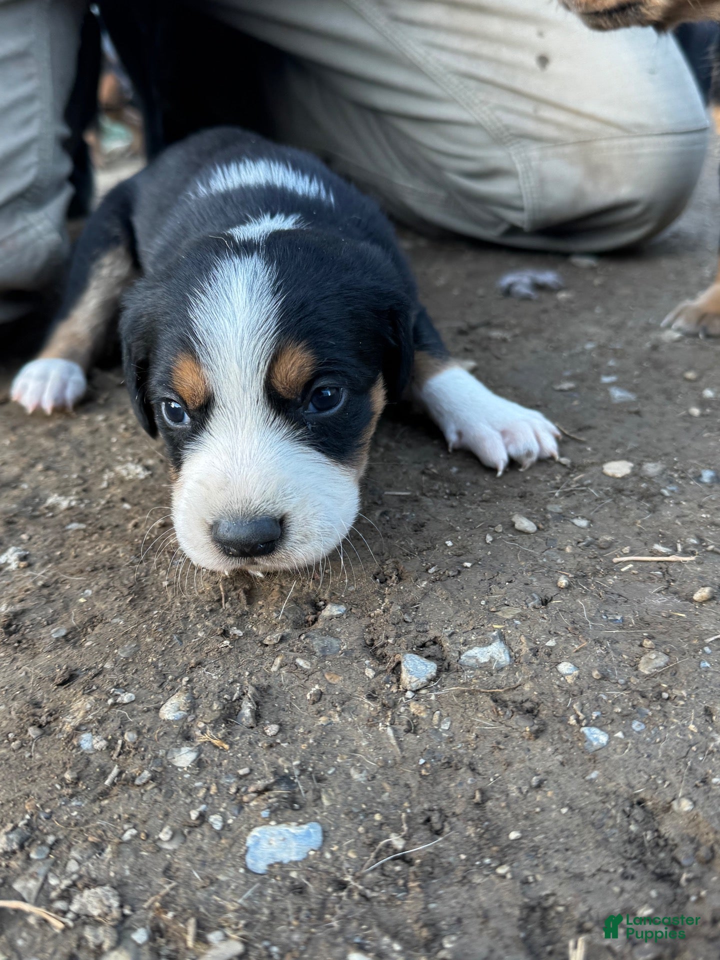 Mixed Breed dogs for sale: Hound puppy 2 - Ad 27
