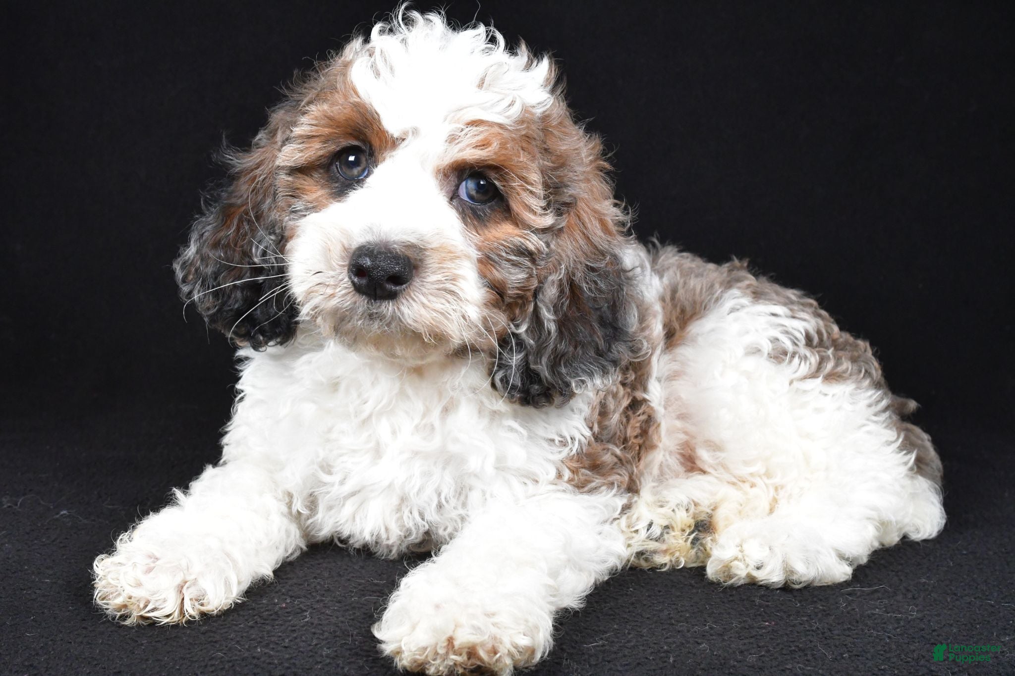 Cockapoo dogs Flash - Ad 1