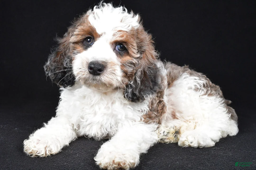 Cockapoo dogs for sale: Flash - Ad 1