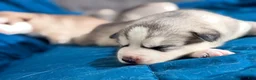 Siberian Husky dogs for sale: Zeek - Ad 5