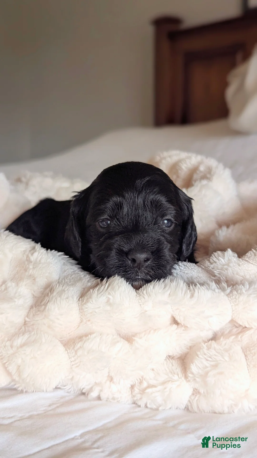 Cockapoo dogs for sale: Holmes- Brown Collar - Ad 3