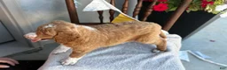 Goldendoodle dogs for sale: Carolina - Ad 10