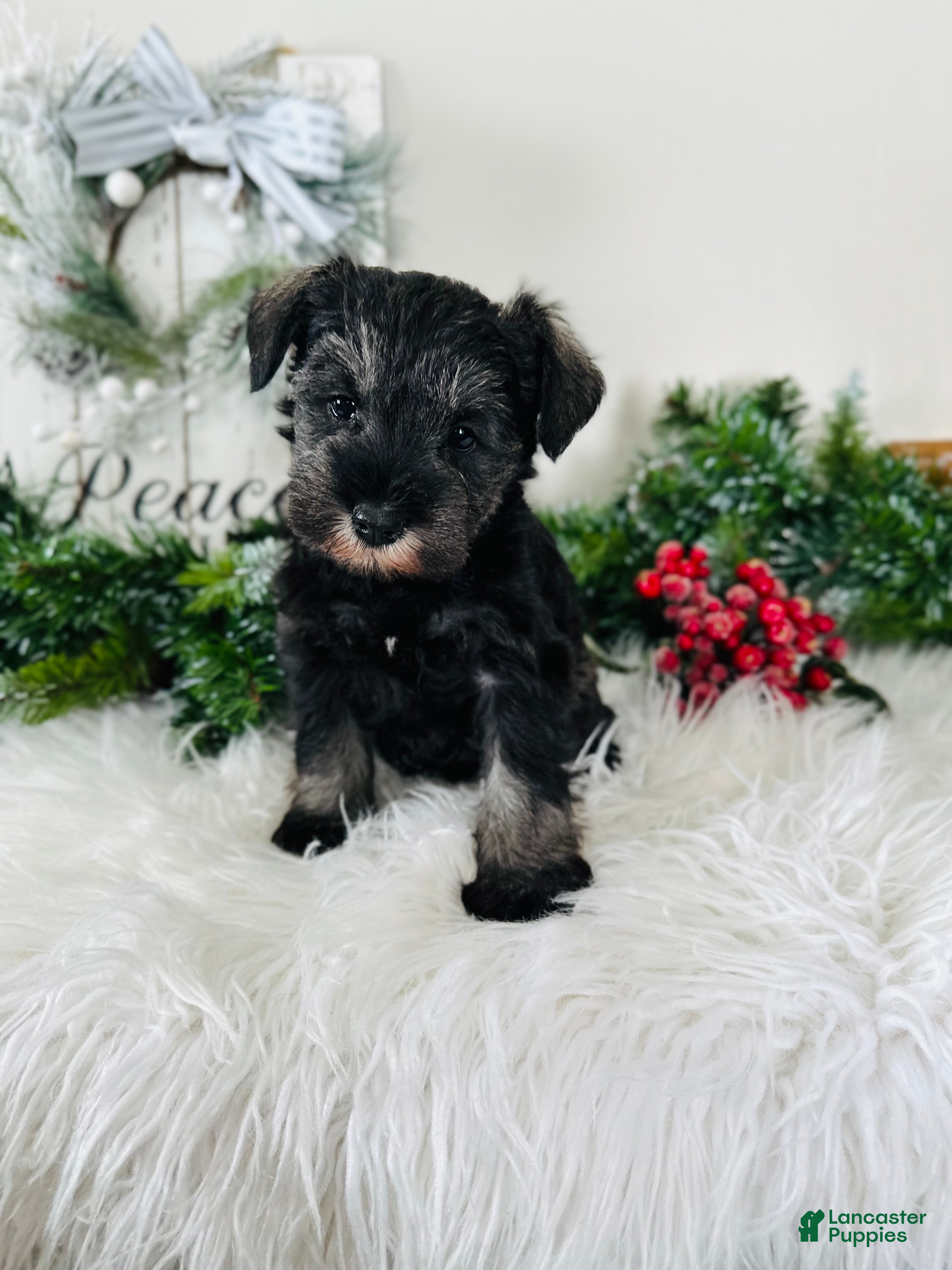 Miniature Schnauzer dogs Izzy - Ad 5