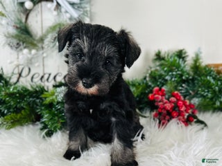 Miniature Schnauzer dogs Izzy - Ad 4