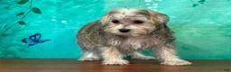 Yochon dogs for sale: Kona - Ad 3