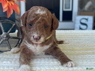 Mini Goldendoodle dogs - Ad 8