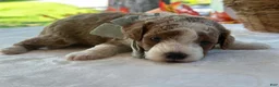 Mini Goldendoodle dogs for sale: Raphael - Ad 3