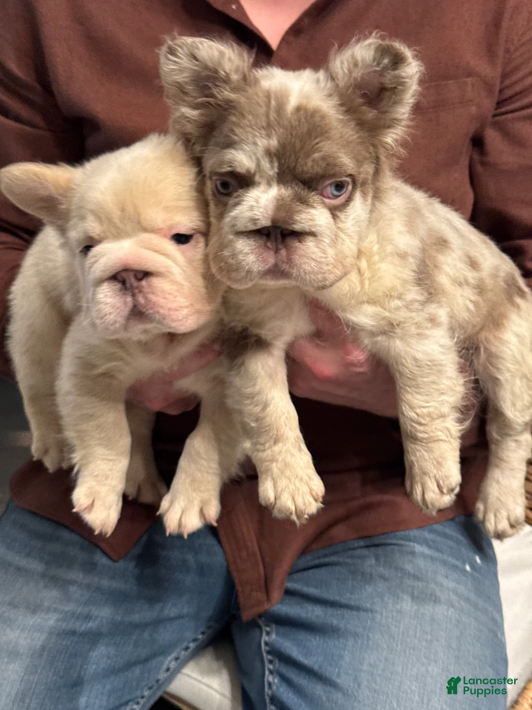 French Bulldog dogs for sale: Chanel - Ad 10