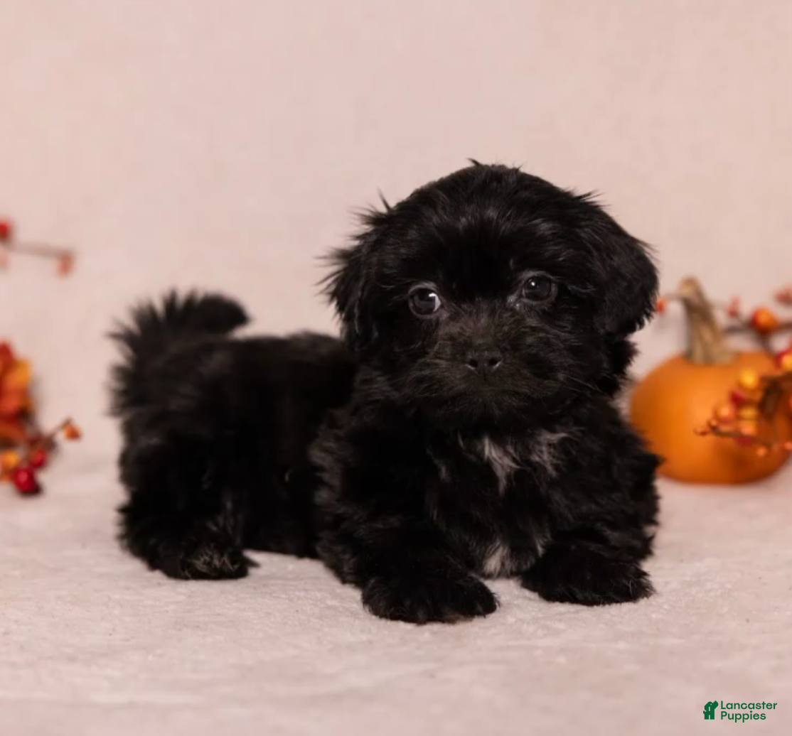 Teddy Bear dogs for sale: Marley - Ad 2