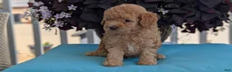 Toy Poodle dogs for sale: Timmy - Ad 6