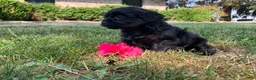Shihpoo dogs for sale: Mandy - Ad 4