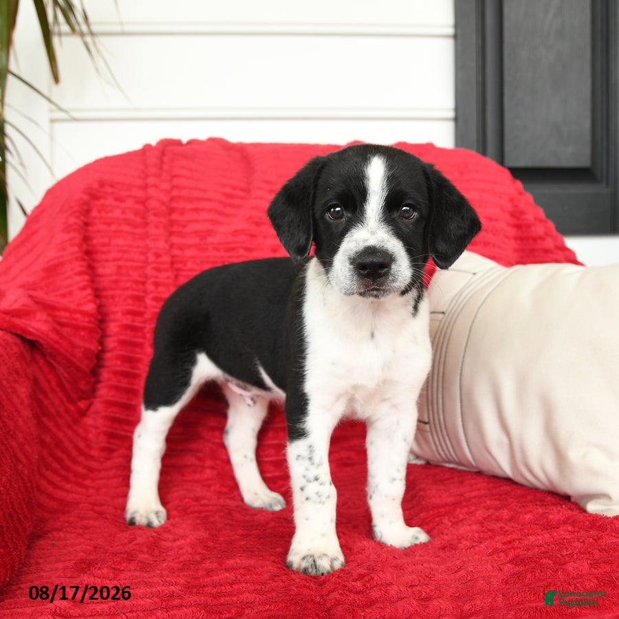 Mixed Breed dogs Baxter - Ad 2