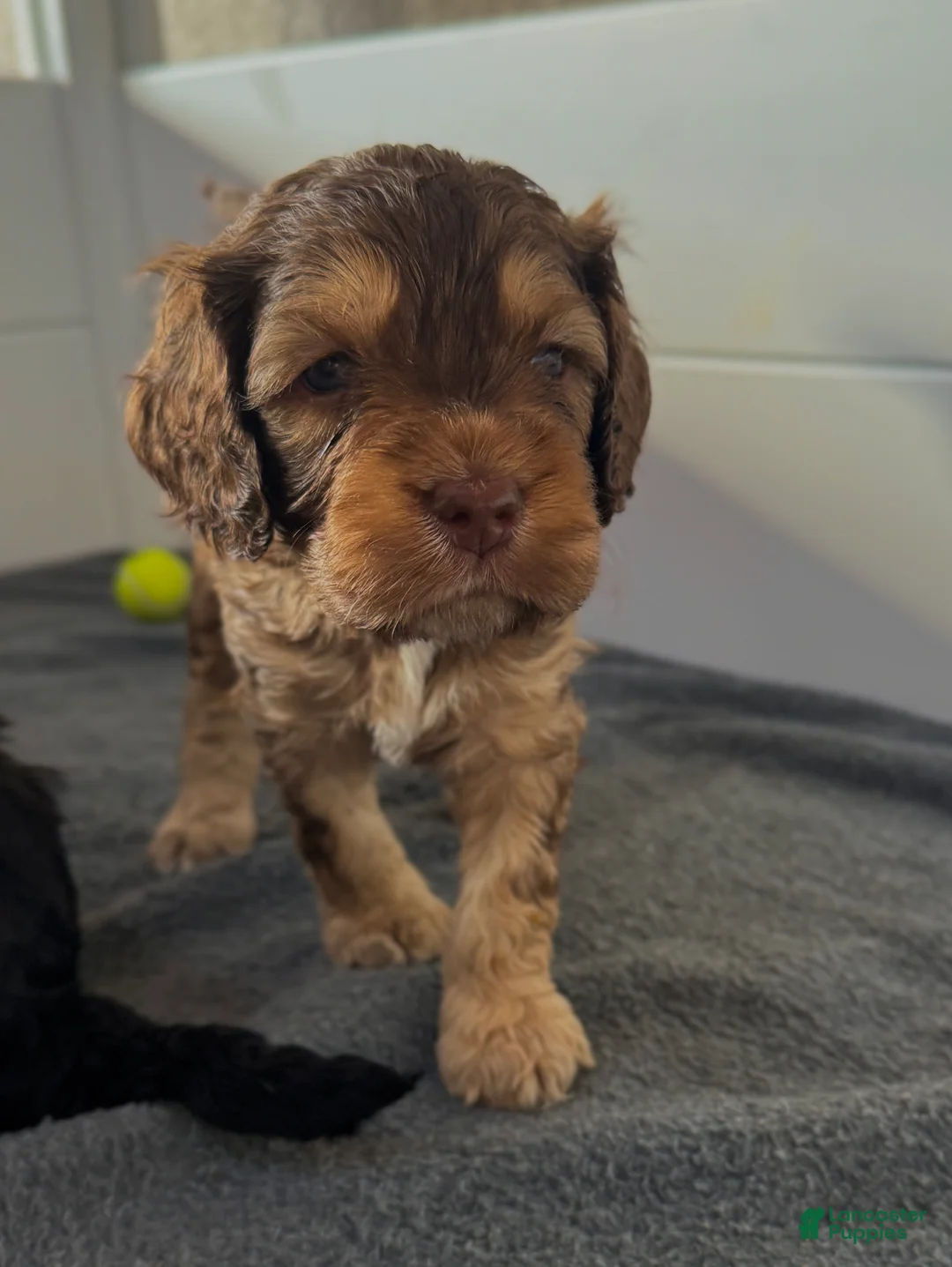 Cockapoo dogs for sale: Cockapoo Puppy 3 - Ad 3