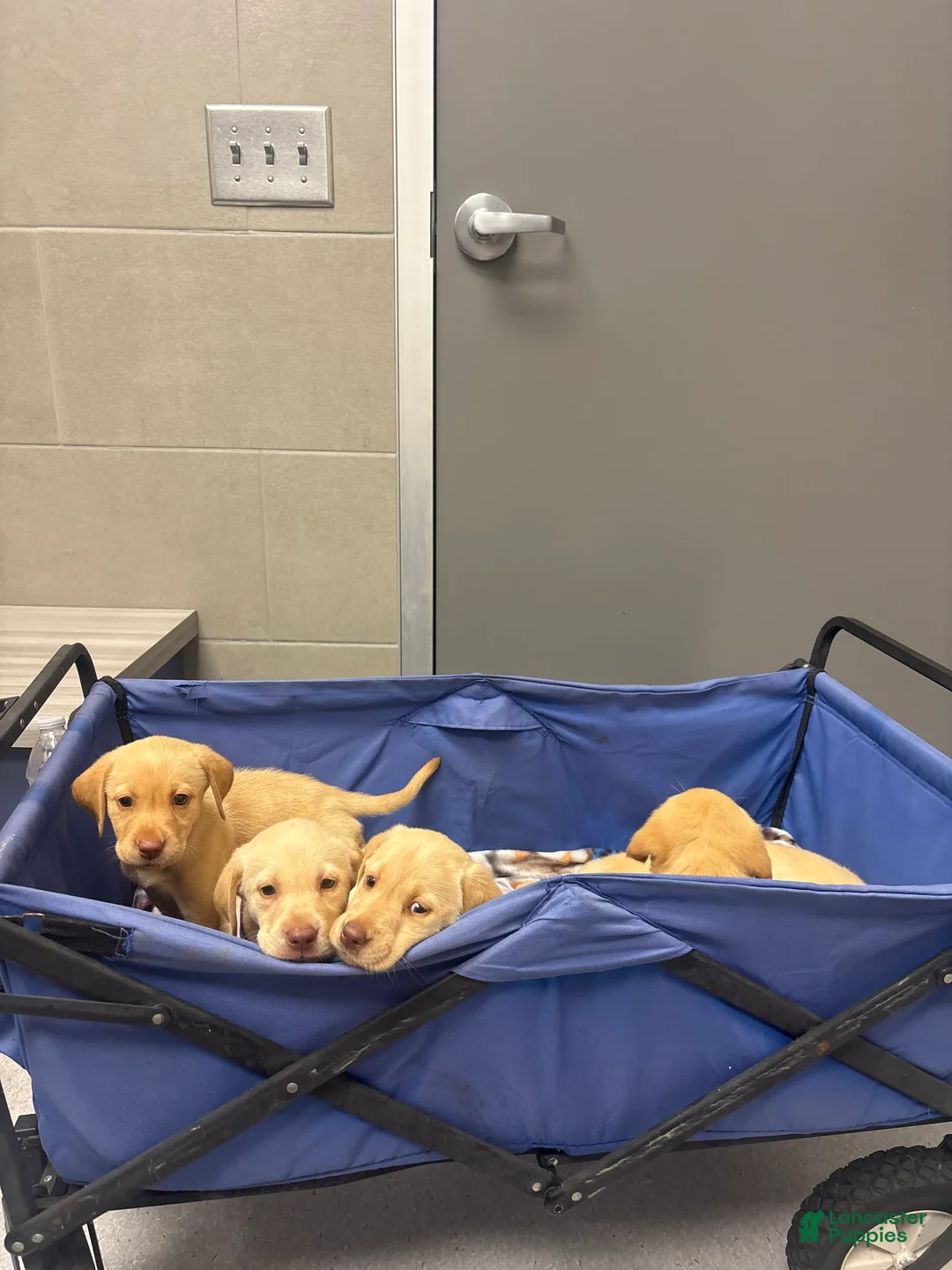 Labrador Retriever dogs for sale: Labrador Retriever 4 - Ad 2