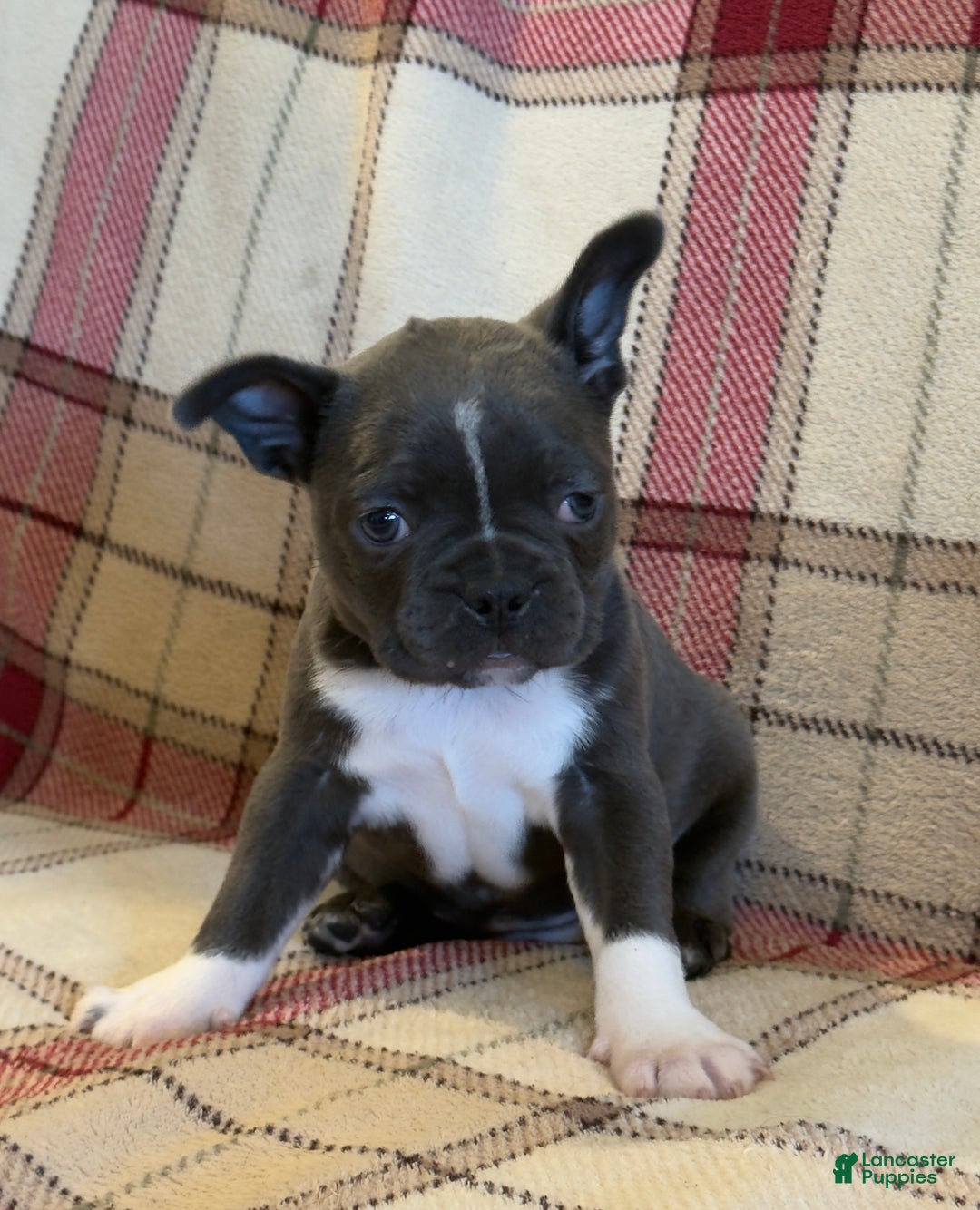 Frenchton dogs for sale: Trish - Ad 3