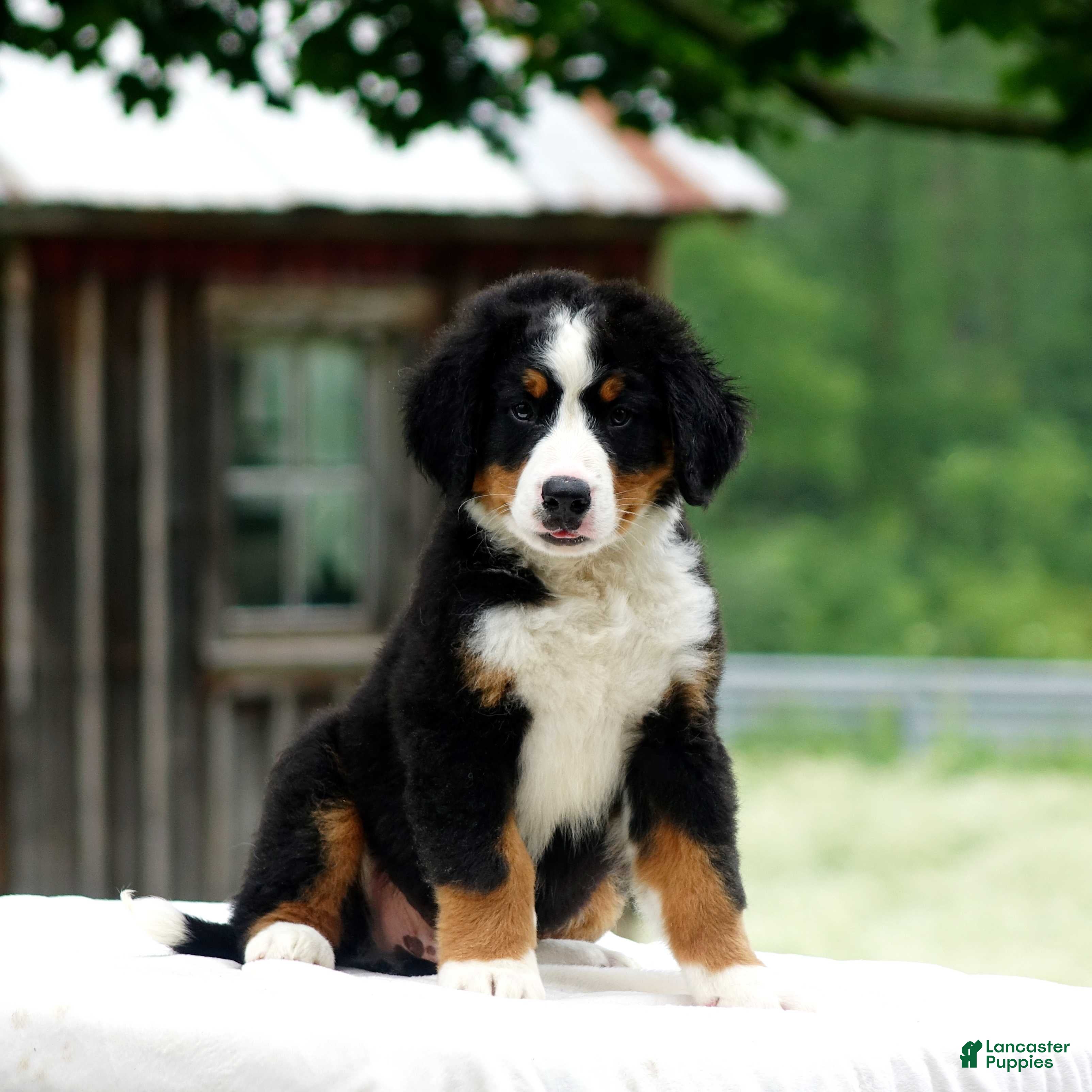 Bernese Mountain Dog dogs Balto - Ad 35