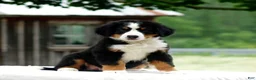 Bernese Mountain Dog dogs for sale: Balto - Ad 2