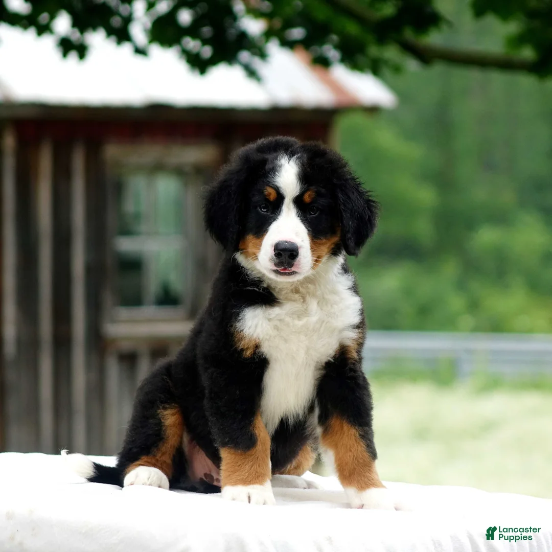 Bernese Mountain Dog dogs for sale: Balto - Ad 2