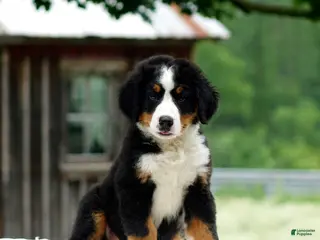 Bernese Mountain Dog dogs Balto - Ad 35