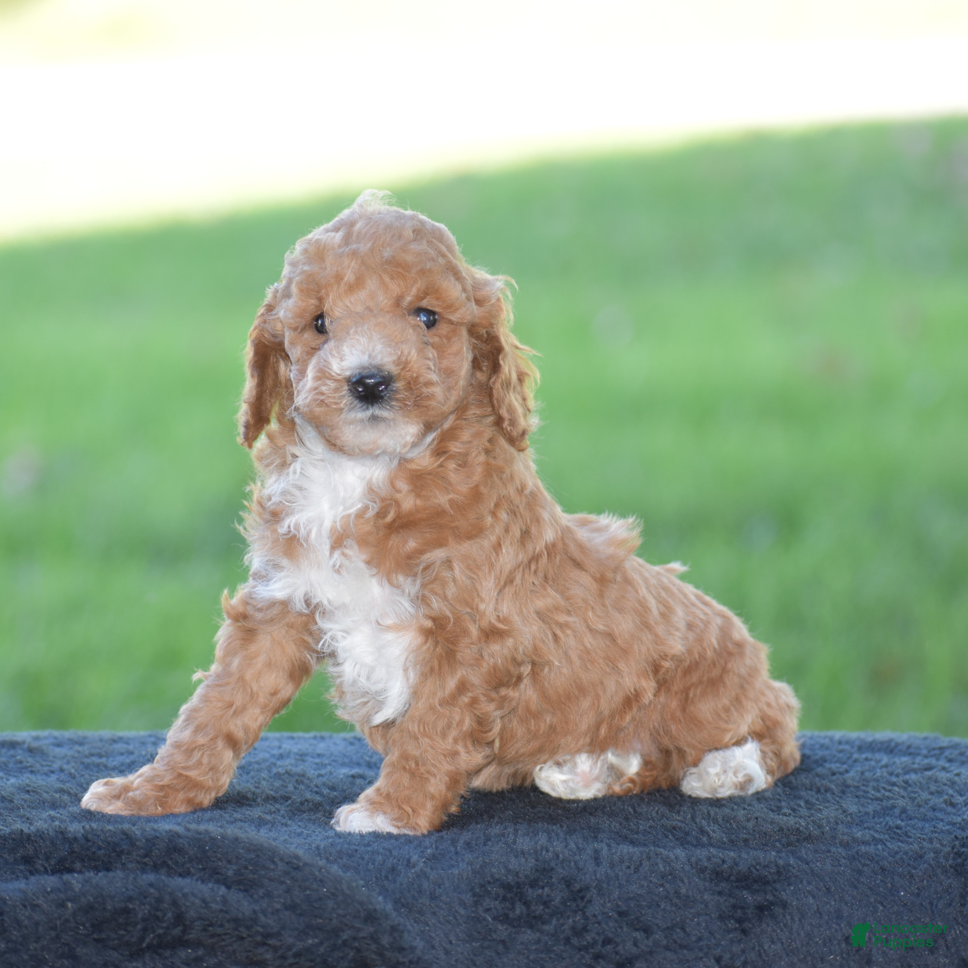 Miniature Poodle dogs for sale: Emie - Ad 1