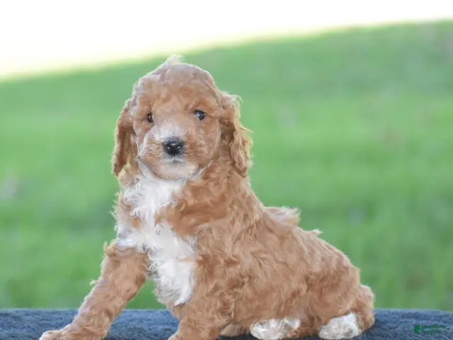 Miniature Poodle dogs for sale: Emie - Ad 1