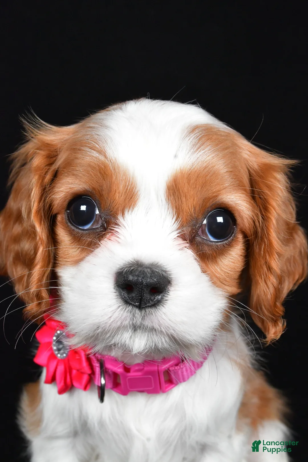 Cavalier King Charles Spaniel dogs for sale: Rose - Ad 8