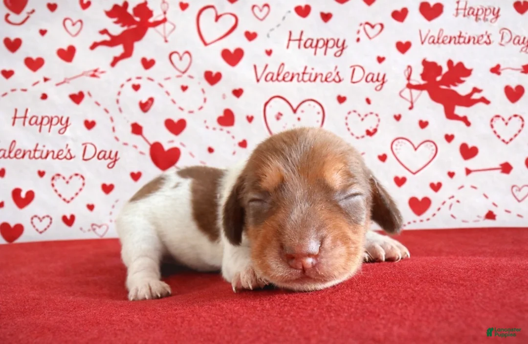 Miniature Dachshund dogs for sale: Miniature Dachshund Puppy 5 - Ad 1