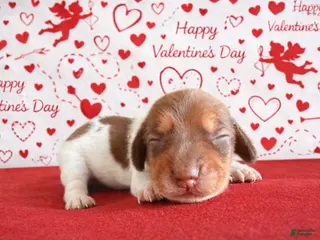 Miniature Dachshund dogs Miniature Dachshund Puppy 5 - Ad 5