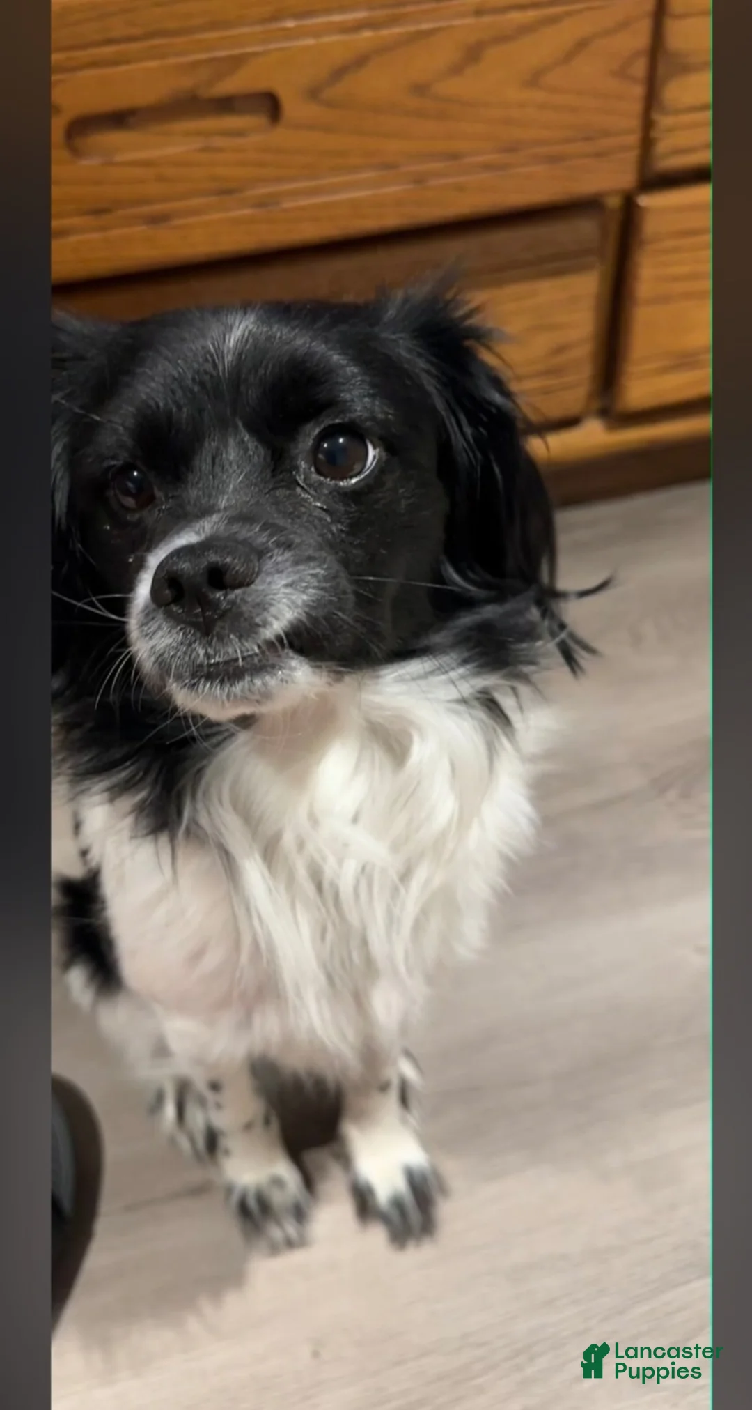 Chiweenie dogs for sale: Chiweenie Puppy 1 - Ad 3