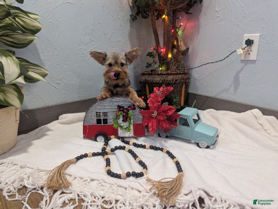 Yorkshire Terrier dogs for sale: Max - Ad 6