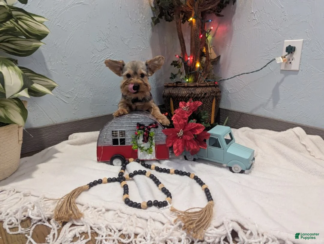 Yorkshire Terrier dogs for sale: Max - Ad 6