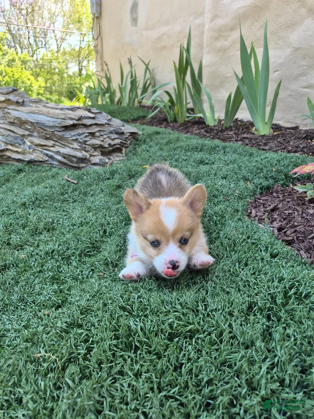 Welsh Corgi Pembroke dogs for sale: Pink - Ad 1
