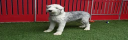 Sheepadoodle dogs for sale: Sheepadoodle Puppy 6 - Ad 4