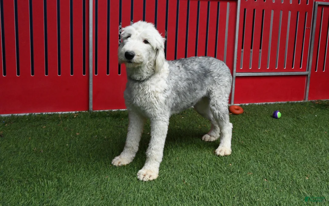 Sheepadoodle dogs for sale: Sheepadoodle Puppy 6 - Ad 4