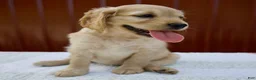 Miniature Golden Retriever dogs for sale: Greta - Ad 4