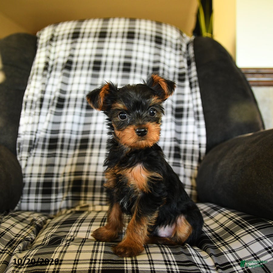 Yorkshire Terrier dogs Timmy - Ad 1